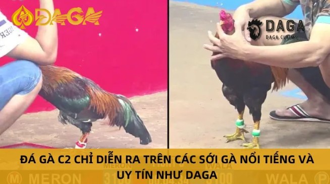 Key Features of Live C Cockfighting Daga