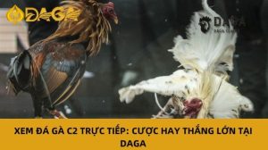 Live Cockfighting C Daga The Ultimate Experience for Lovers of Traditional Cambodian Sports