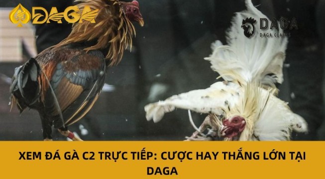What is Cockfighting An Overview of This Traditional Sport